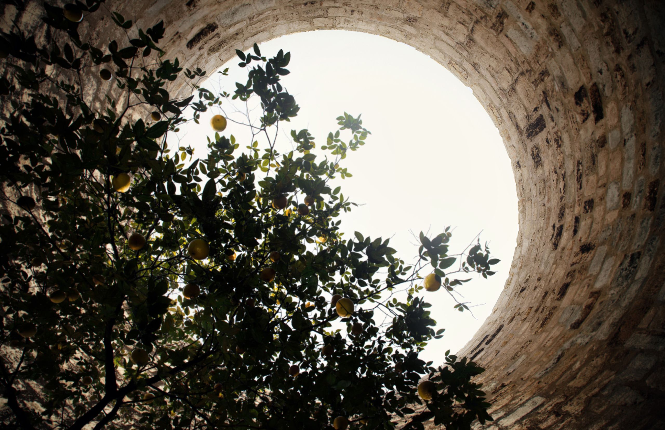Rendering of a round opening in a stone wall at Shared Ground, framing a lemon tree against the bright sky